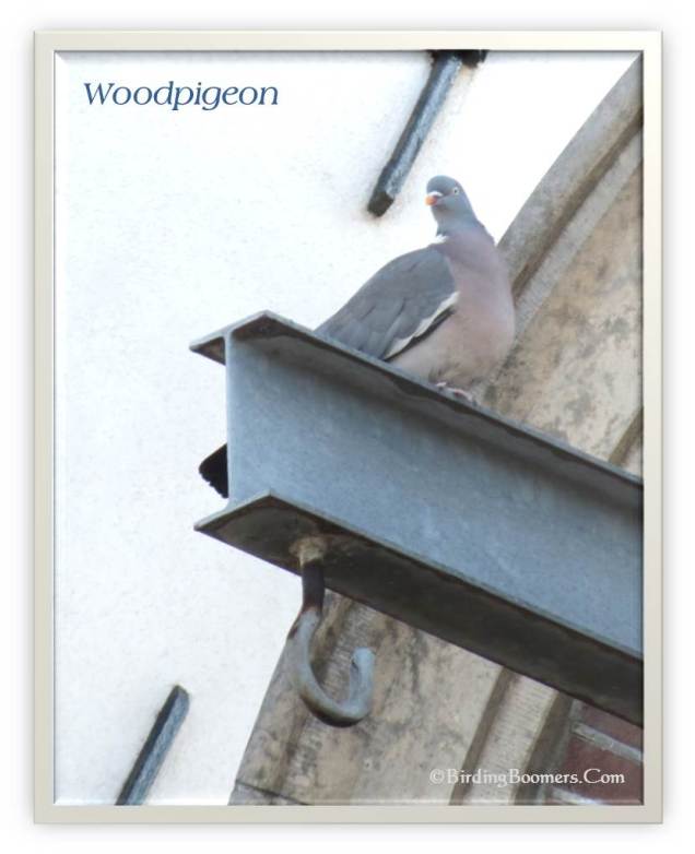 Wood pigeon