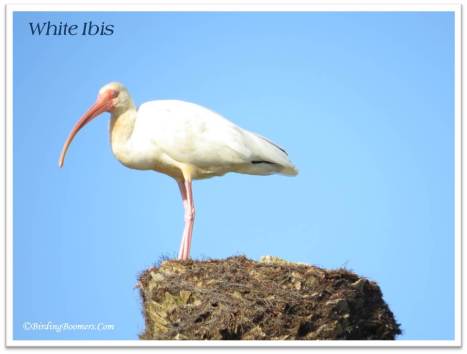 ibis