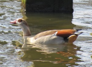 26May Photo 5 Egy Goose