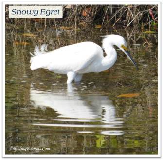 egret