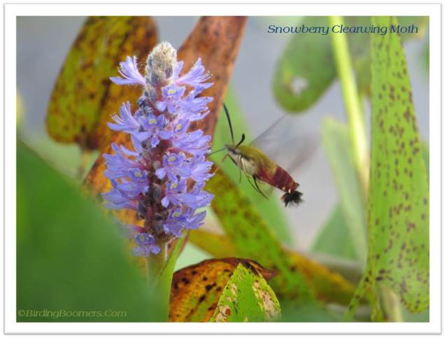 snowberry clearwing