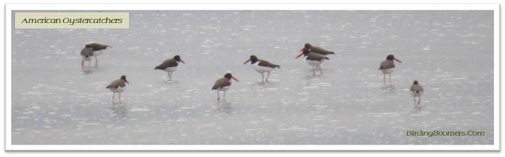oystercatchers