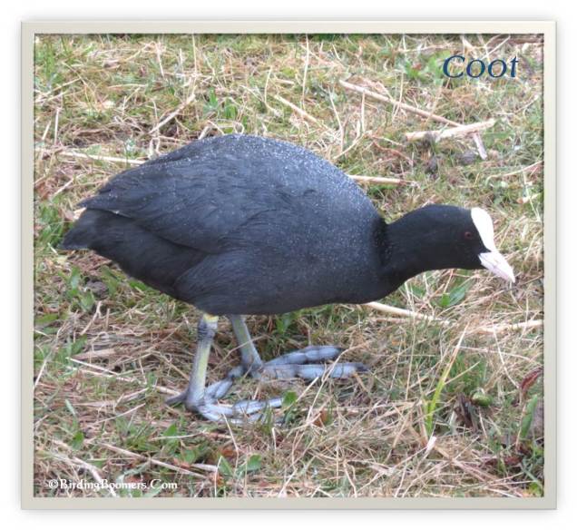 Coot with feet