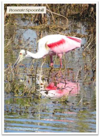 spoonbill
