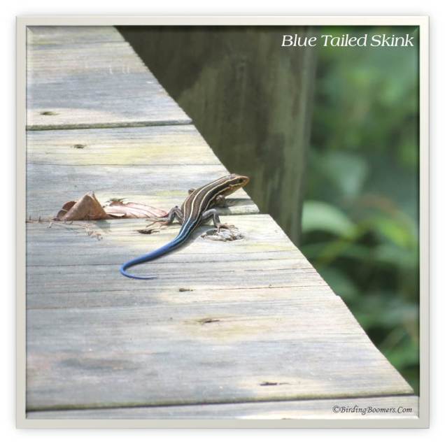 Blue Tailed Skink