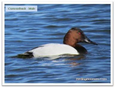 canvasback