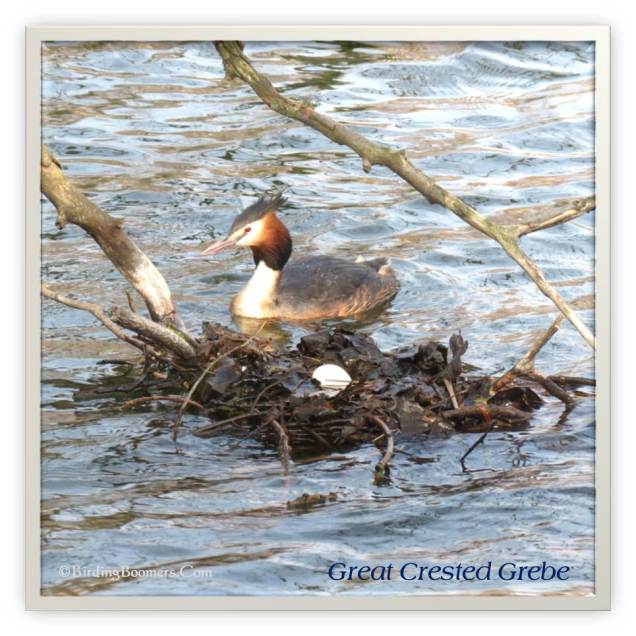 Gr Crested Grebe