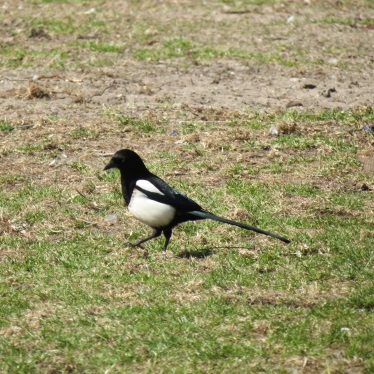 26May Photo 6 magpie