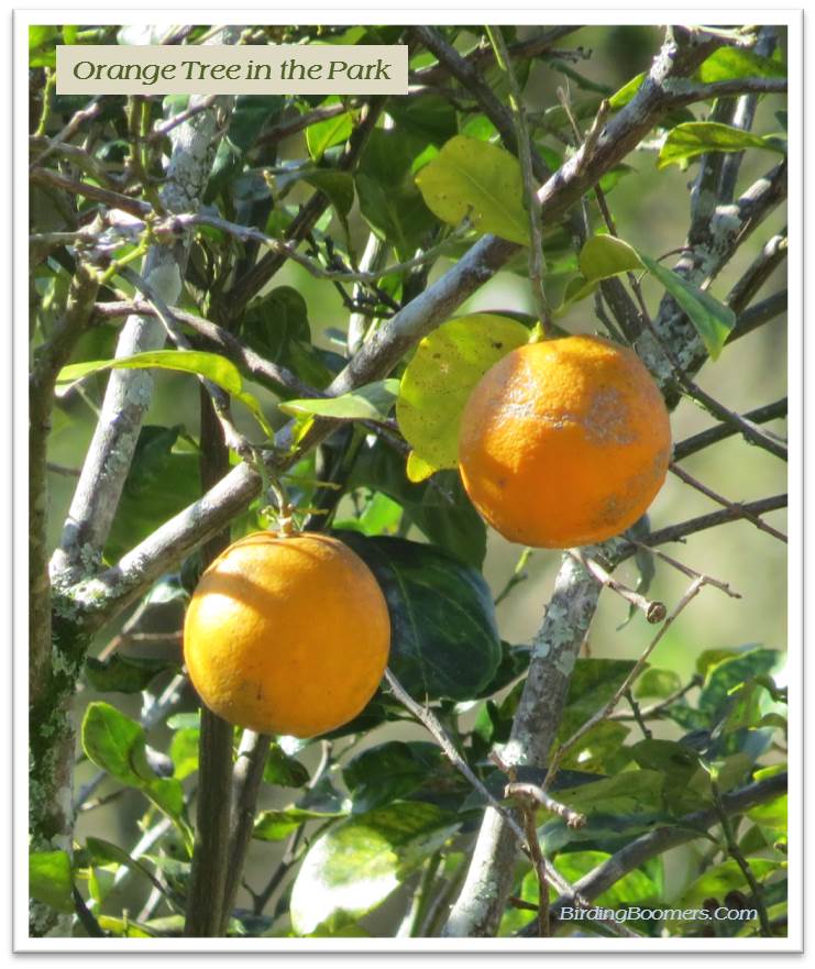 orange tree