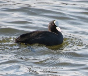 26May Photo 3 Coot