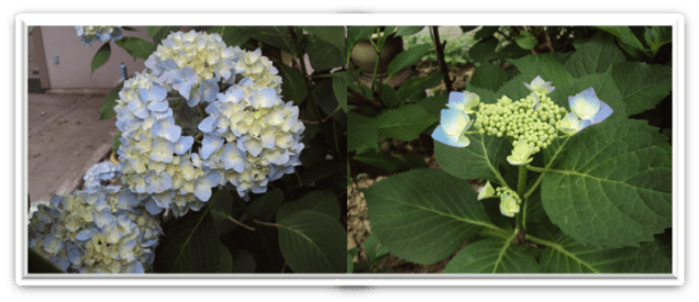 Hydrangea Photo 12