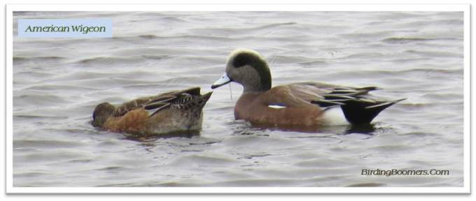 wigeon