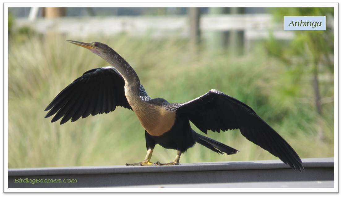 anhinga