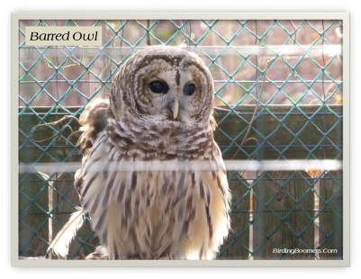 Barred Owl
