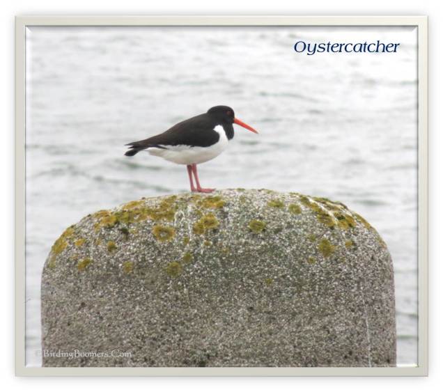Oystercatcher