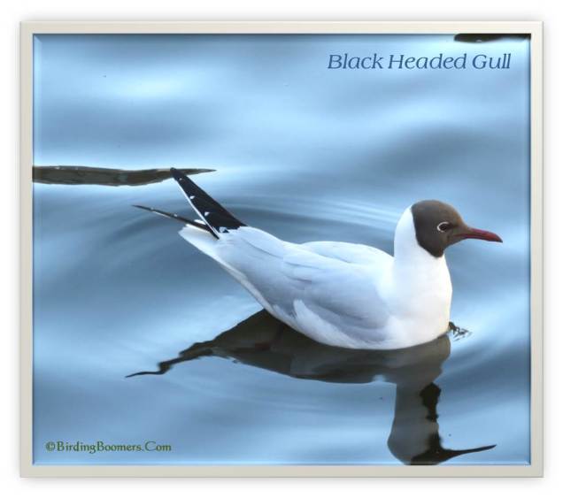 Black Headed Gull