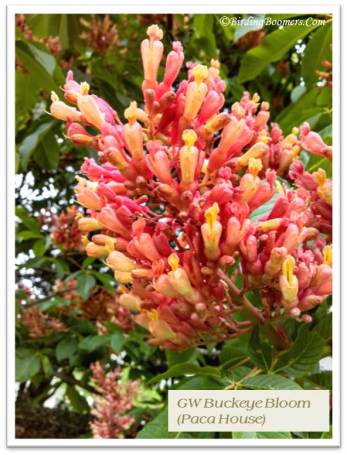 Buckeye bloom