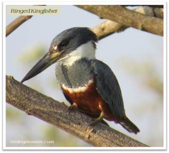 kingfisher