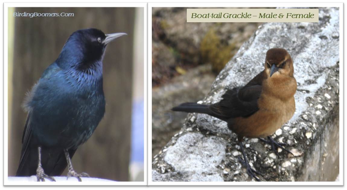 grackle