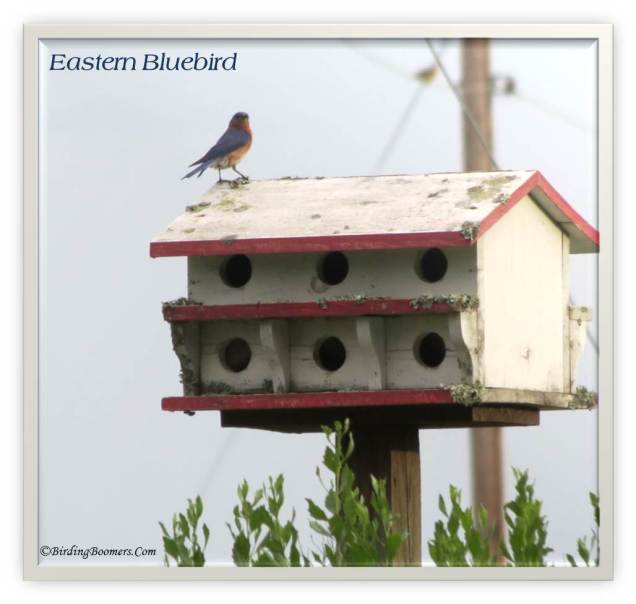 Eastern Bluebird