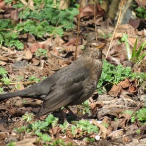 26May Photo 12 Blackbird female