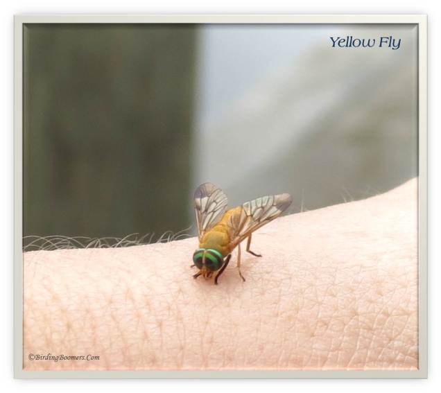 Yellow Fly