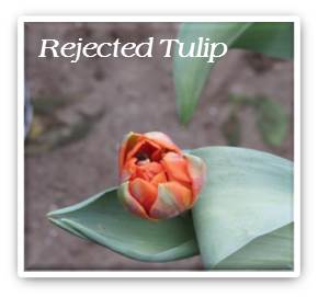 Photo4 Rejected Tulip