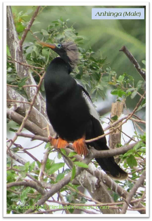 anhinga 2