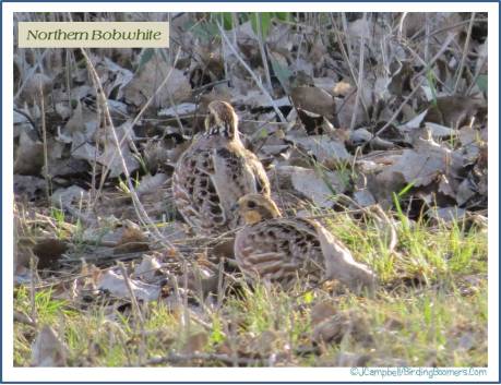 Bobwhite