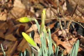 blog1 daffodil