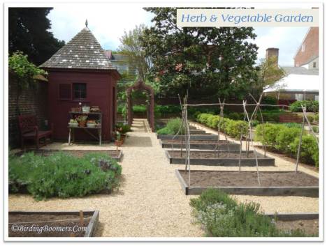 veg garden