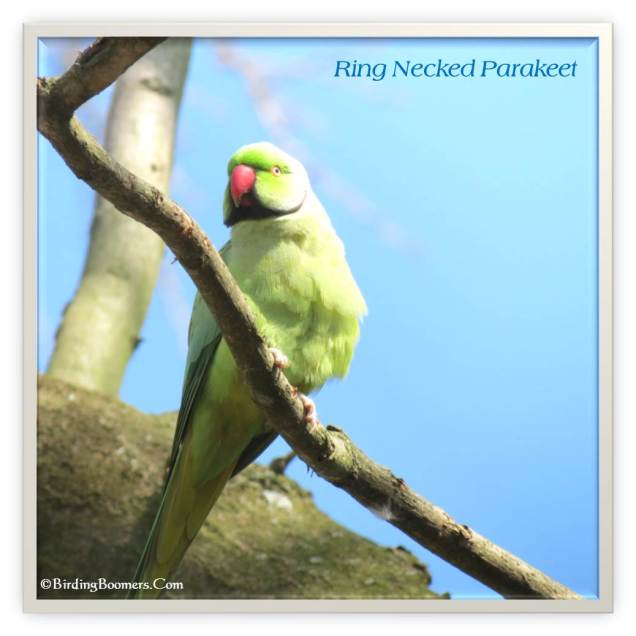 Ring Necked Parakeet