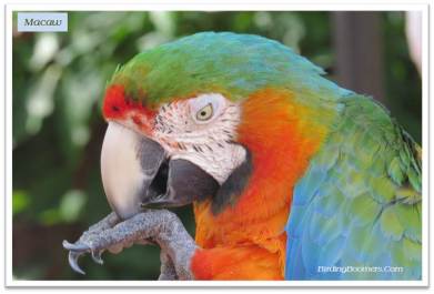 macaw
