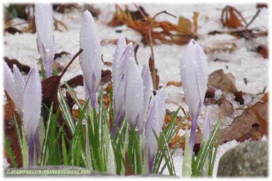crocus in snow