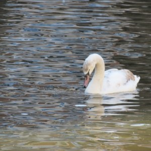 26May Photo 2 Swan