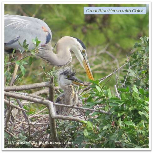 heron and chick