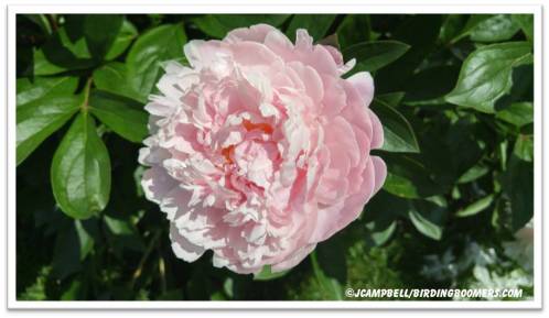 pink peony