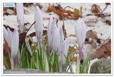 crocus