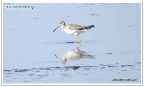 G Yellowlegs
