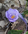 blog1 crocus