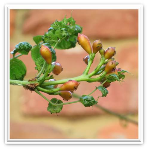 Trumpet Vine Photo 9